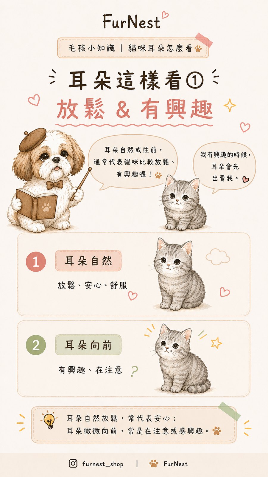 貓咪耳朵姿態變化小知識插圖，說明如何從耳朵觀察貓咪情緒與日常狀態 第 2 張