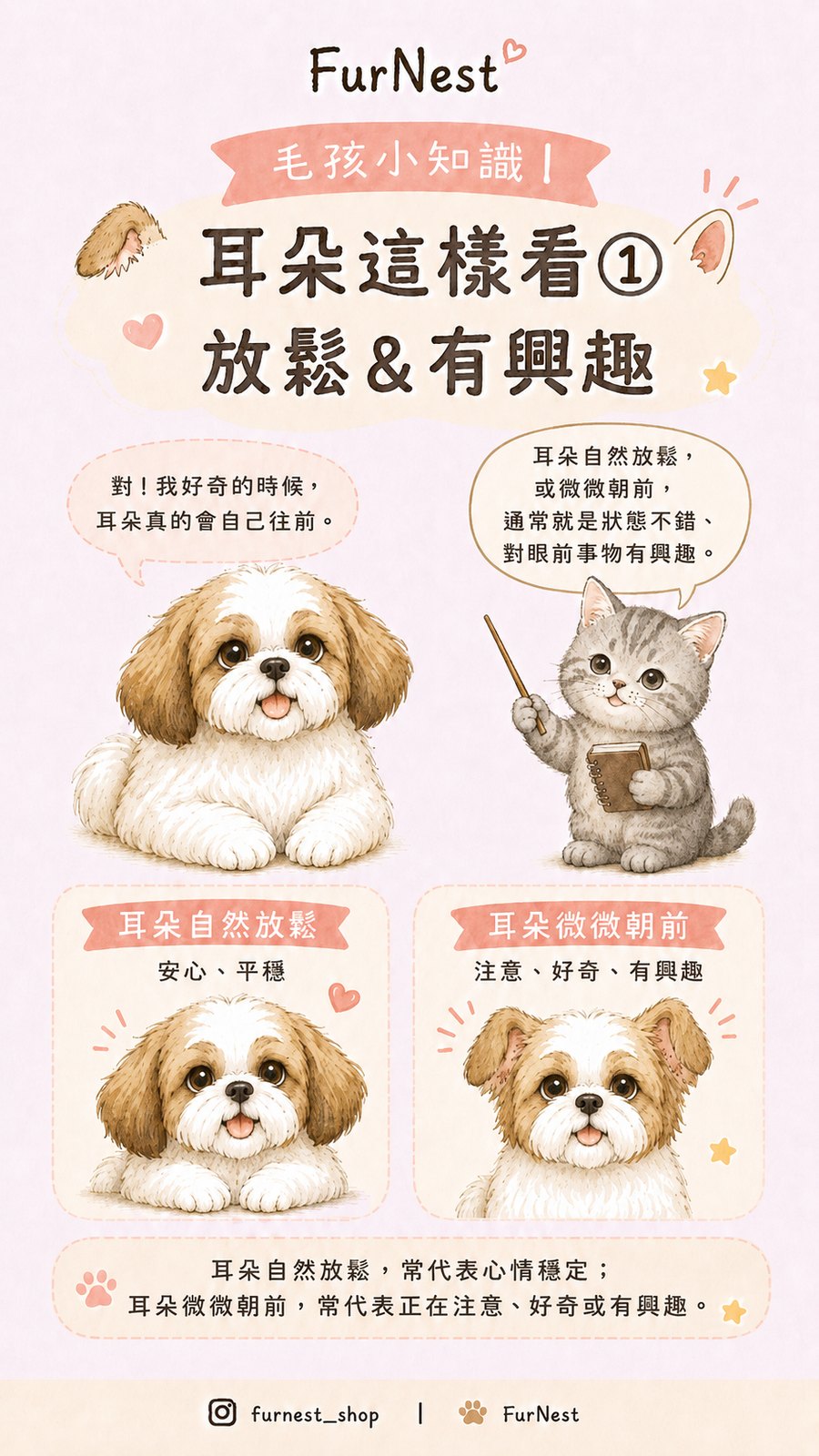狗狗耳朵姿態變化小知識插圖，說明如何從耳朵觀察狗狗情緒與日常狀態 第 2 張