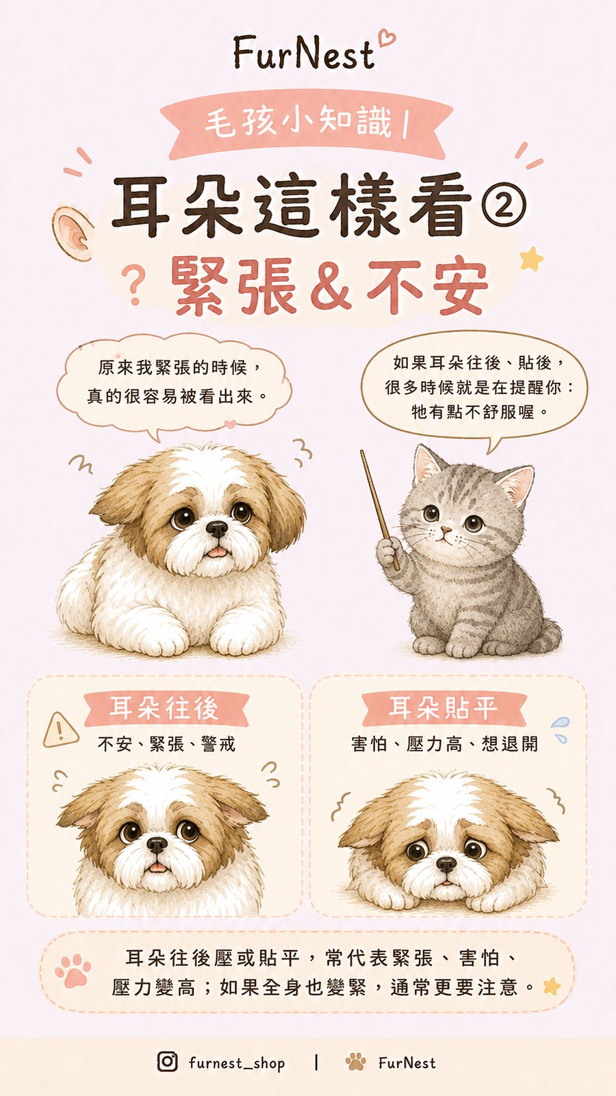 狗狗耳朵姿態變化小知識插圖，說明如何從耳朵觀察狗狗情緒與日常狀態 第 3 張